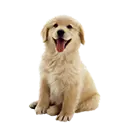 Pets
